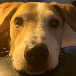 Meet your Posher, Annabelle